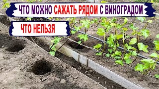 видео: 🍇 Можно ли на ВИНОГРАДНИКЕ сажать КАРТОФЕЛЬ,ТОМАТЫ, КЛУБНИКУ?  Что я сажаю в МЕЖДУРЯДЬЯХ винограда? картинка: 🍇 Можно ли на ВИНОГРАДНИКЕ сажать КАРТОФЕЛЬ,ТОМАТЫ, КЛУБНИКУ?  Что я сажаю в МЕЖДУРЯДЬЯХ винограда?