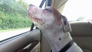 See This Heartbreaking Image of Elderly Dog Getting Last Car Ride See This Heartbreaking Image of Elderly Dog Getting Last Car Ride