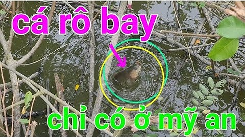 câu cá rô đồng, xem cá rô bay chỉ có ở đồng tháp @TAMCARO