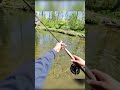 Catching like nobody’s business 🎣🎣#foryou #likeandsubscribe #fishing #subscribe #shorts