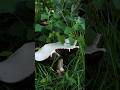 Грибочок #relaxingmusic #birdsong #nature #relax #relaxingsounds #mushroom #adventure #chill #europe