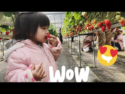 Видео: Сакура япончуудын хувьд юу гэсэн үг вэ?