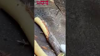 Advanced equipment is used to remove the bark #shorts