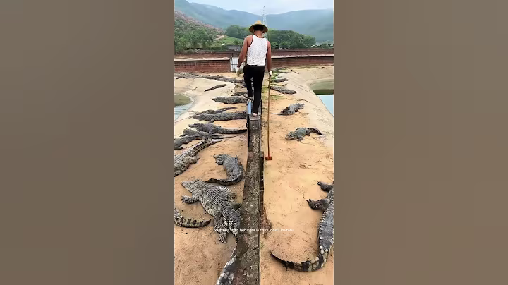 Crocodile Farm Patrolling 😂😂
