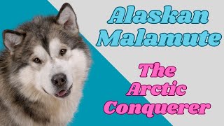 Discover the Indomitable Spirit of Alaskan Malamute Sled Dogs #dogs #dogbreed by PuppyNation 94 views 8 months ago 2 minutes, 40 seconds