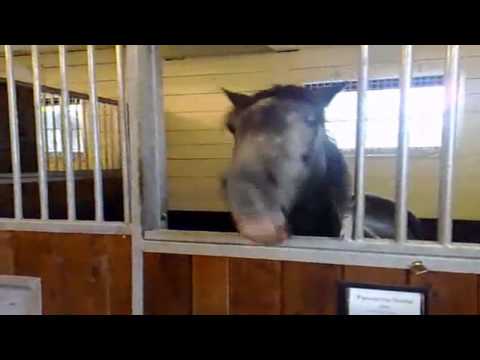 Dromin-Athlacca Community Ride | Funny Horse Videos