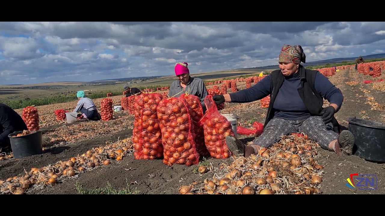 Ceapa cu gust “dulce” de la Căinarii Vechi