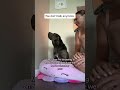 Built like a mafia boss😡scared of everything 🤣#dogshorts #corso #funny #goodboy