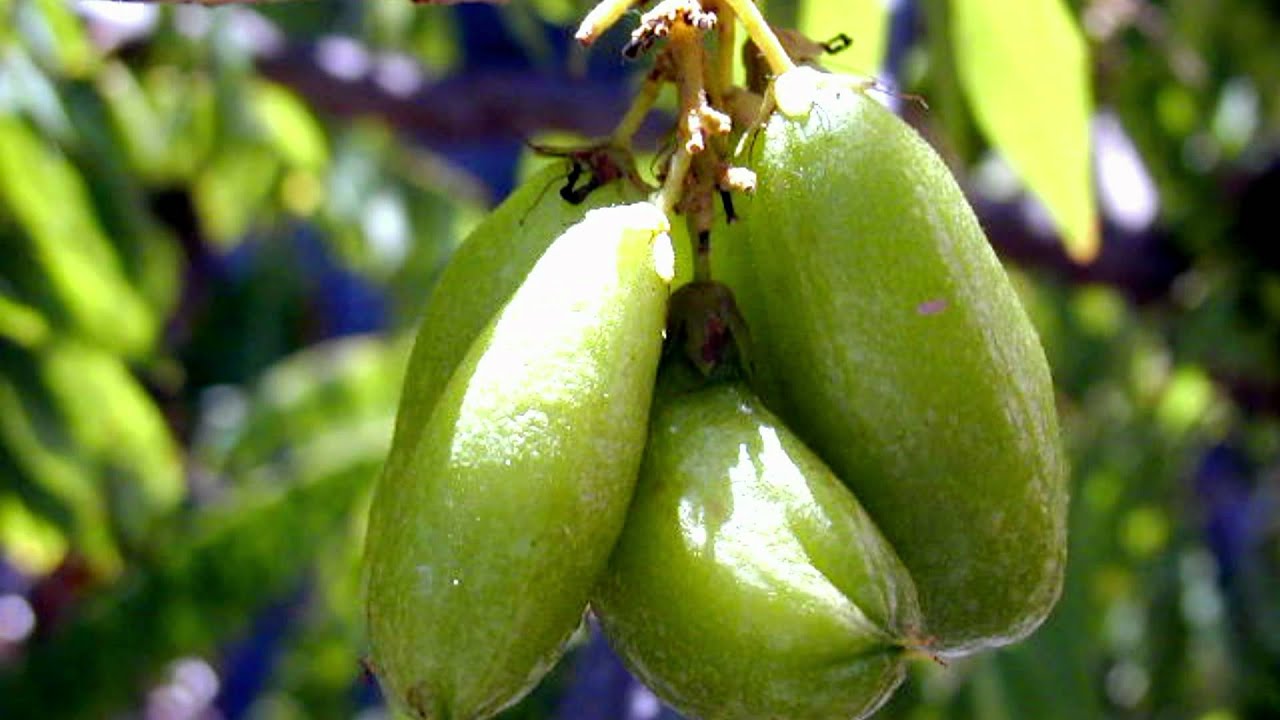 bilimbi