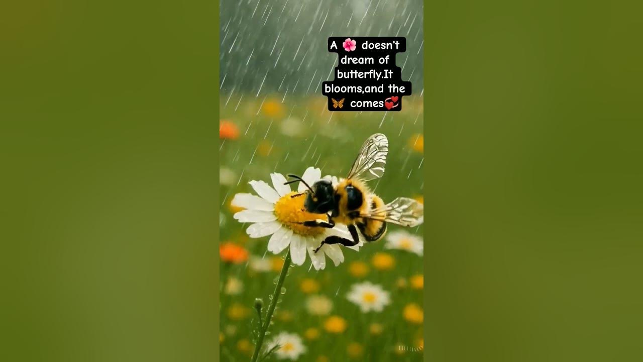 #flowers #music #butterfly #cute #blooming