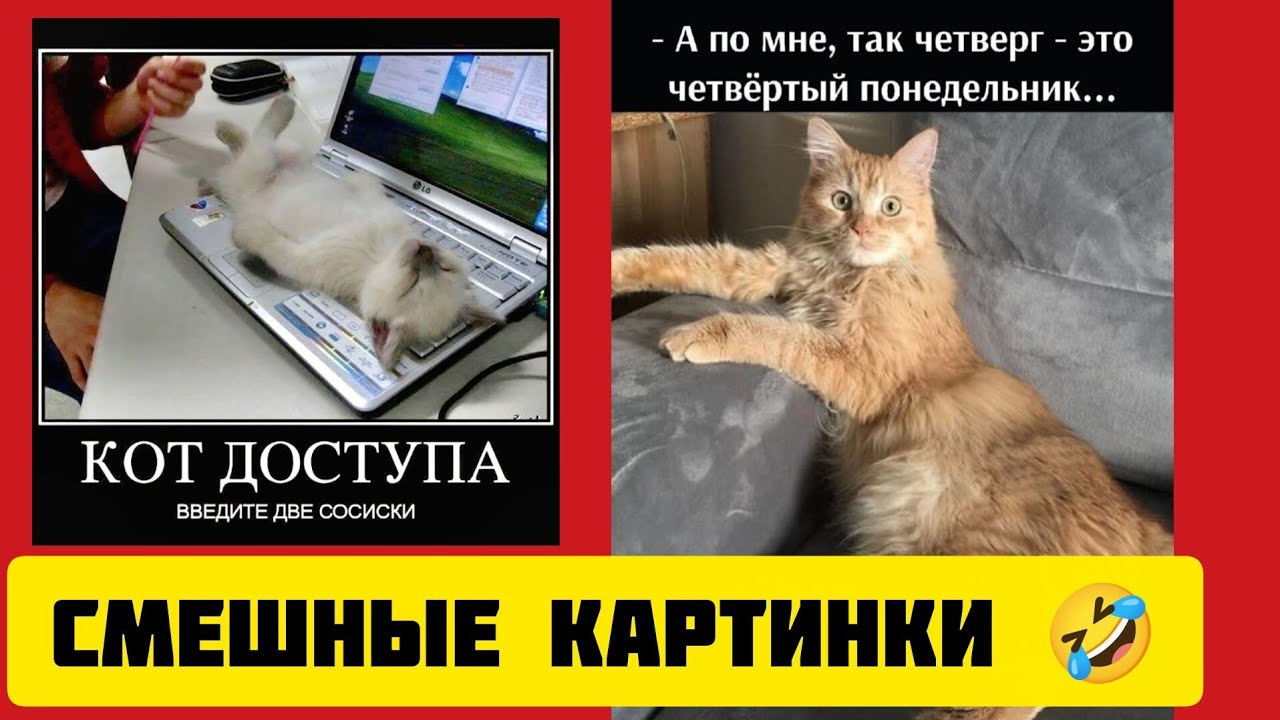 КОТ ДОСТУПА 😸ВВЕДИТЕ ДВЕ СОСИСКИ🌭 смешные картинки🤣 и весёлая музыка 