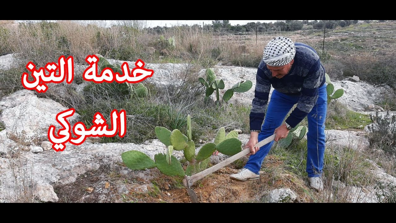 اسهل طريقة لتسميد وخدمة الصبار او التين الشوكي Youtube