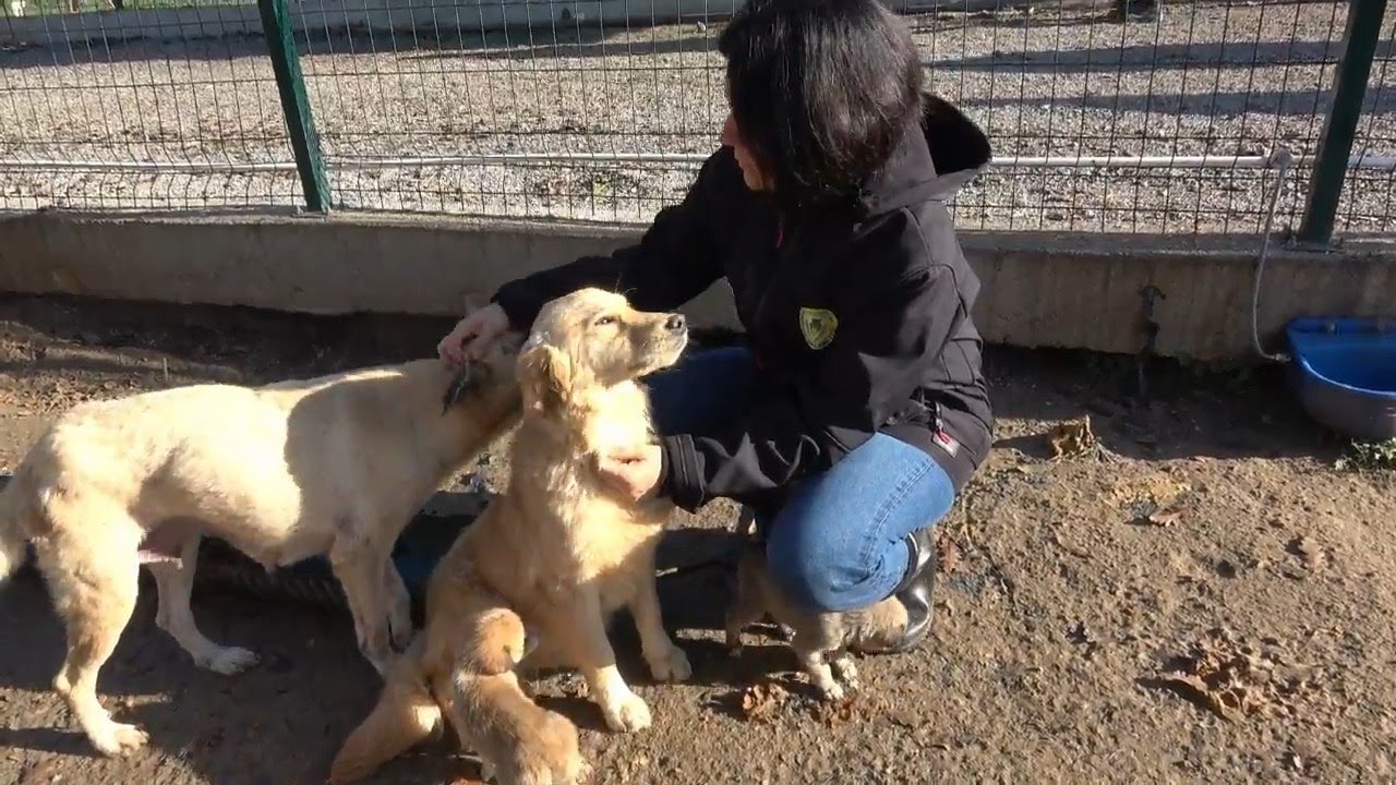 T.C. Ferizli Belediyesi Veteriner İşleri Müdürlüğünden Kamuoyu Açıklaması