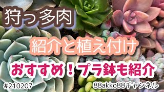 【多肉植物】狩っ多肉の紹介と使い始めたオススメ多肉鉢を植え付けしながら紹介 #210207