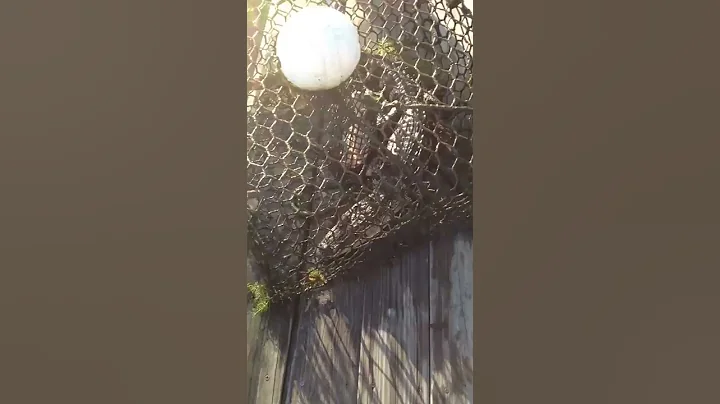 Saving Baby the alligator