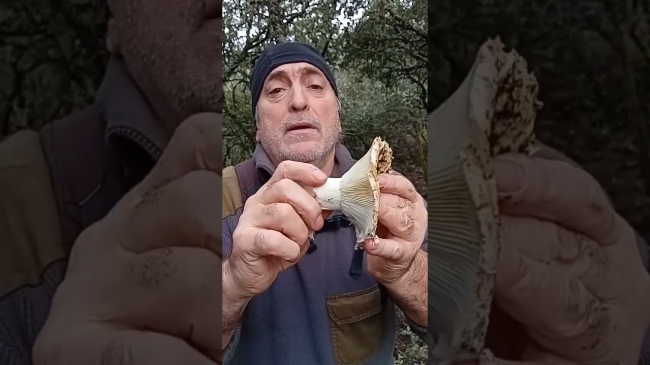 ¡Esta seta tiene el color del cloro! 🍄 Aprende a diferenciar la Russula chloroides 
