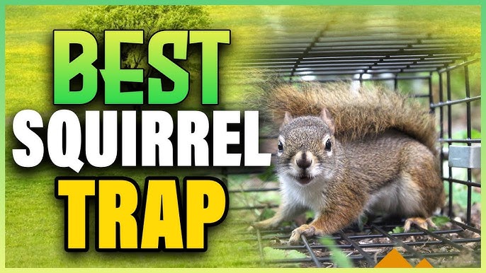 Catch and Release Humane Squirrel and Rodent Trap