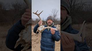 Finding a COOL Whitetail Deer Deadhead!  #shorts #shedhunt #shedhunting #deervideos #deer