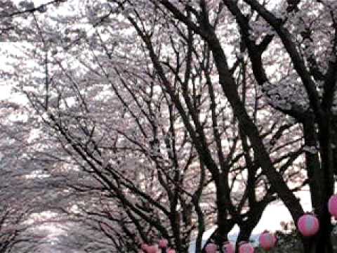 名張中央公園の桜