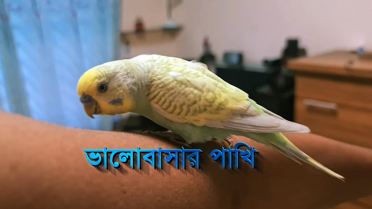 পাখির সাথে খেলা Baazigar Bird বাজিগর পাখি M R Helal YouTube