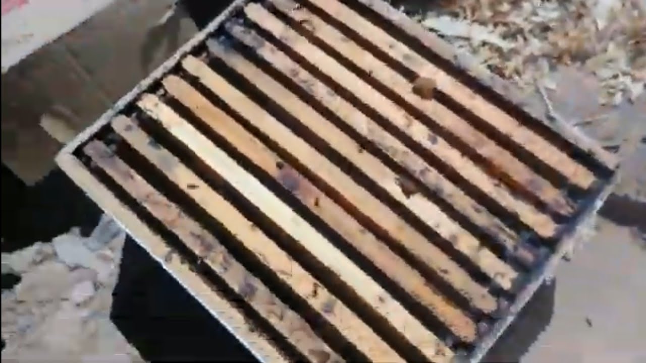 تربية النحل - إزالة العاسلة من الخلايا بعد جني العسل 09/09/2021