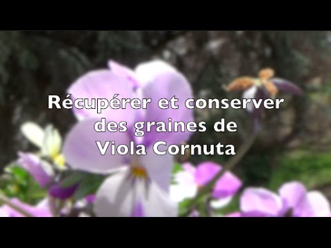 Comment récupérer et conserver des graines de Viola cornuta ? - thptnganamst.edu.vn