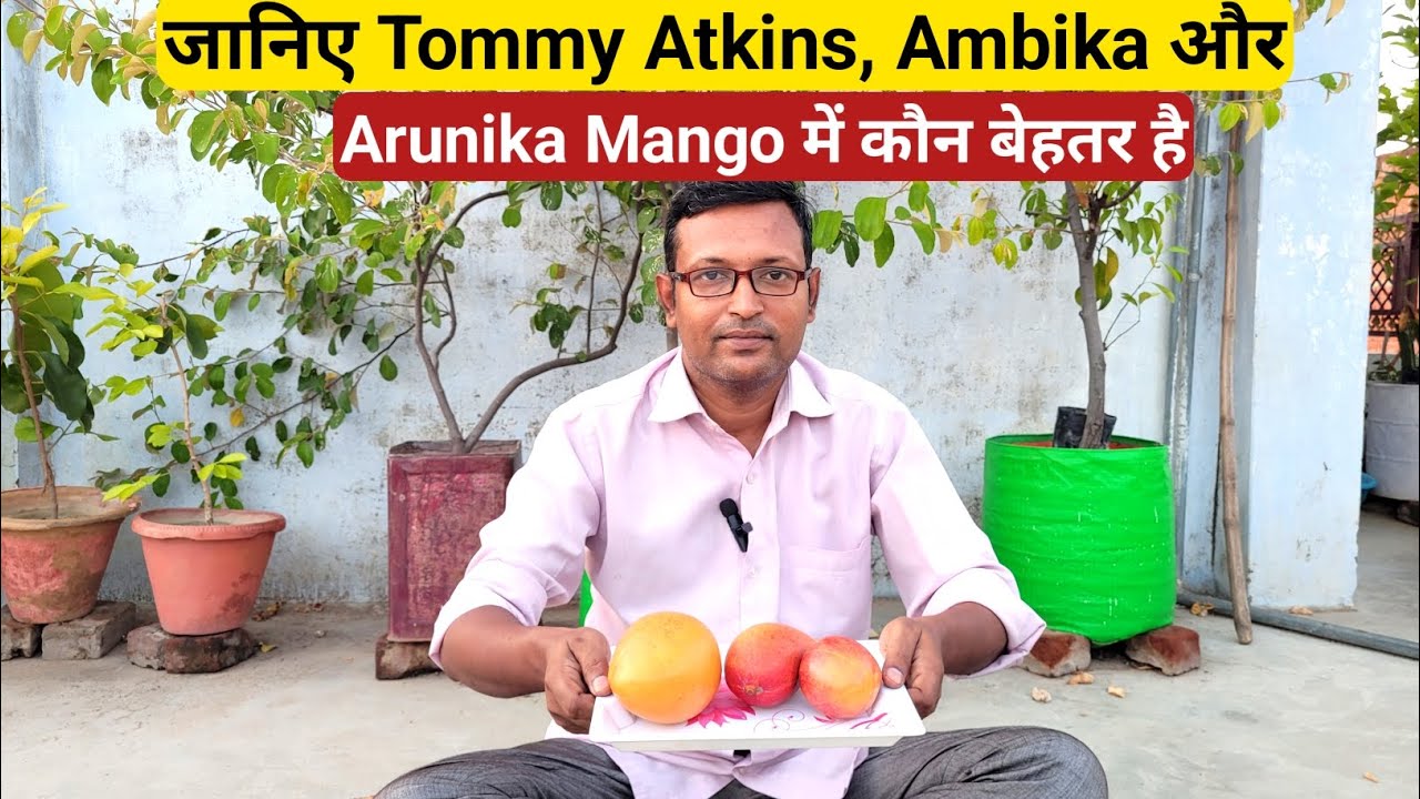 जानिए Tommy Atkins, Ambika और Arunika Mango में कौन बेहतर है | Mango Review