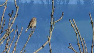 The sound of 500 Linnets (Linaria cannabina) by BarnOwlTrust 800 views 4 years ago 4 minutes, 5 seconds