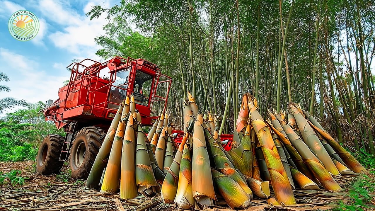 How Farmers Harvest Bamboo Shoots After Growing Bamboo with Modern ...