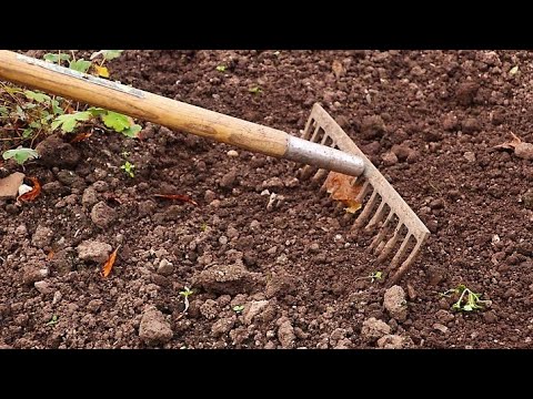 Wideo: Sadzenie I Pielęgnacja Heuchera (26 Zdjęć): Uprawa Wieloletniego Kwiatu Na Otwartym Polu. Jak Przesadzić Roślinę Jesienią?