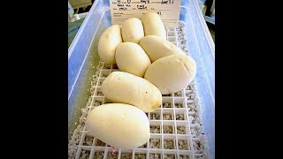 Cutting Ball Python Eggs