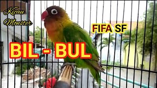 BIL BUL Lovebird Balibu edan FIFA SF