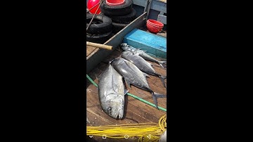 Indian best cocer fish vela fish in Hindi