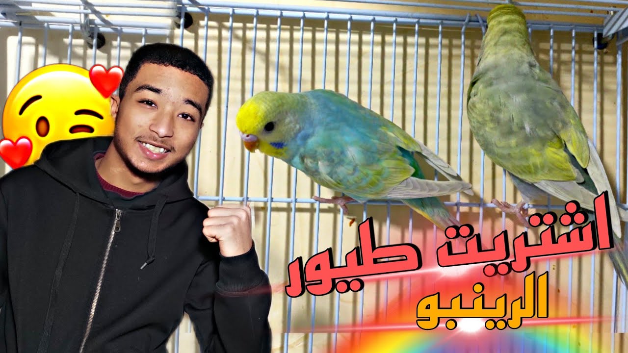 اشتريت تلات طيور من طفرة الرينبو 😲🔥 و اخيراااا تحقق الحلم 🥺🔥