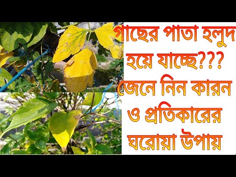 ভিডিও: আমার পাইন গাছ কেন বাদামী হয়ে মরে যাচ্ছে?