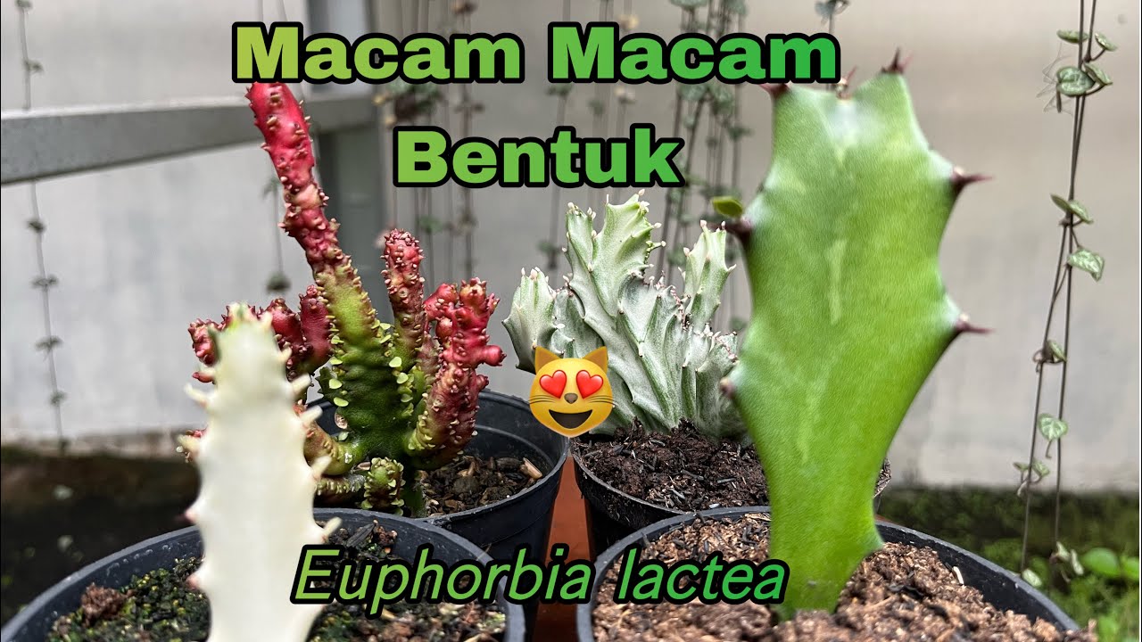 Perawatan dan Pemeliharaan Tanaman 𝘌𝘶𝘱𝘩𝘰𝘳𝘣𝘪𝘢 𝘭𝘢𝘤𝘵𝘦𝘢 | Dhoflora