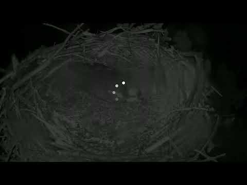 camera iphone 8 plus apk Glaslyn Ospreys Live Stream