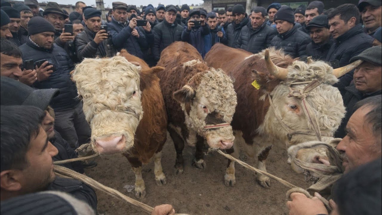Asaka Uzbekistan Mol Bozori Narxlari Boqma Buqalar VA Kuchat Buqalar Narxlari Zur Buldi 26 02  2026