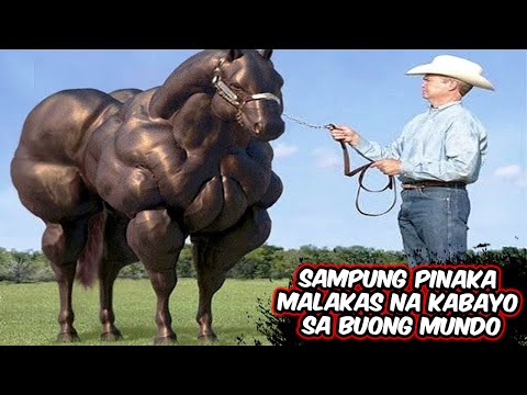 Video: Ano Ang Pinakamaliit Na Kabayo?