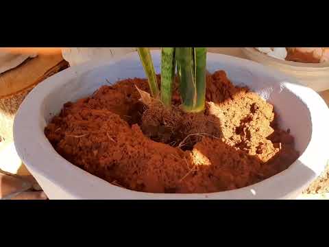 como fazr vaso de cimento grande para plantas - FAÇA VOCÊ MESMO - ARTESANATO/CEMENT CRAFT