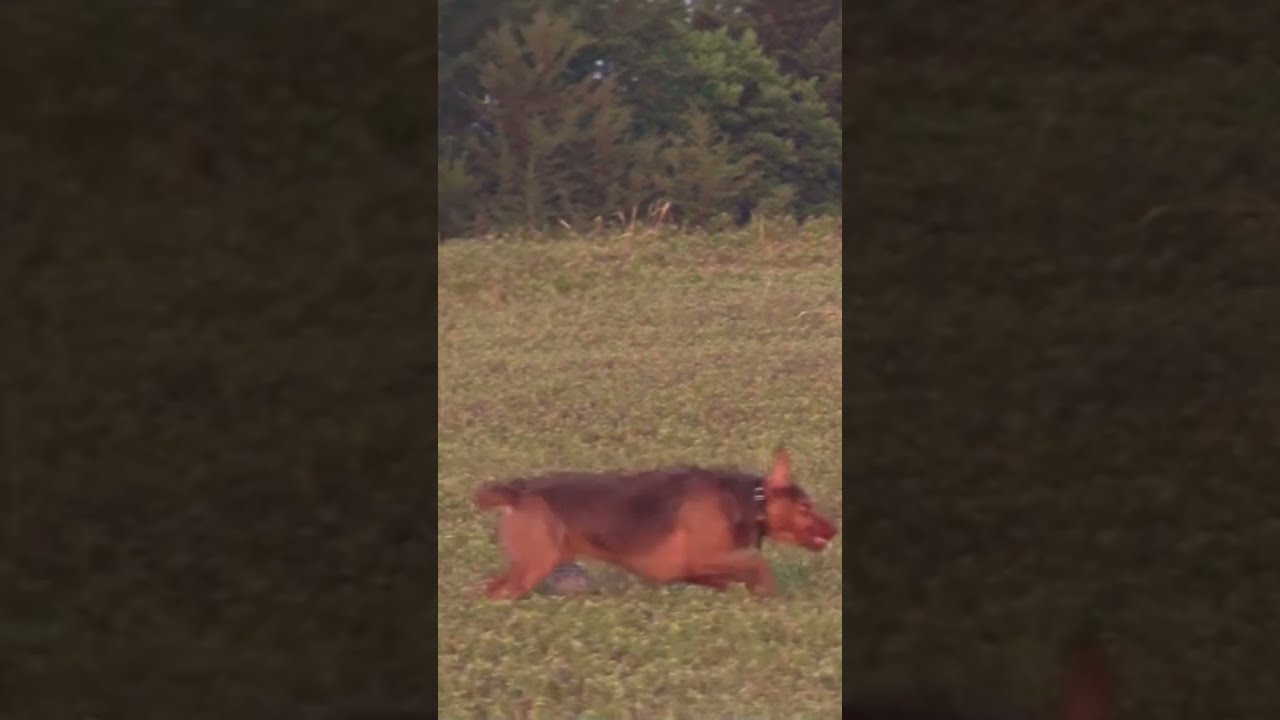  Dog Wildlife Nature Animals Hunting Coyotes Dogtraining Coyote Outdoors