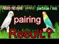 Parblue split ino into Albino red eyes  | pairing result | pairing number (14).