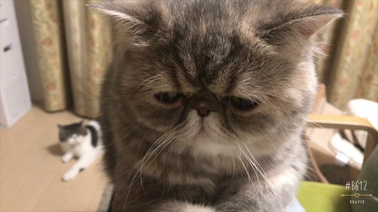 避妊前夜の子猫 猫 かわいい エキゾチックショートヘア Youtube