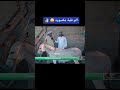 العزيز مسوي لقاء مع صاحب مطيه بكلشي حاط روحه هاك تفضل العزيز مسوي لقاء مع صاحب مطيه بكلشي حاط روحه هاك تفضل