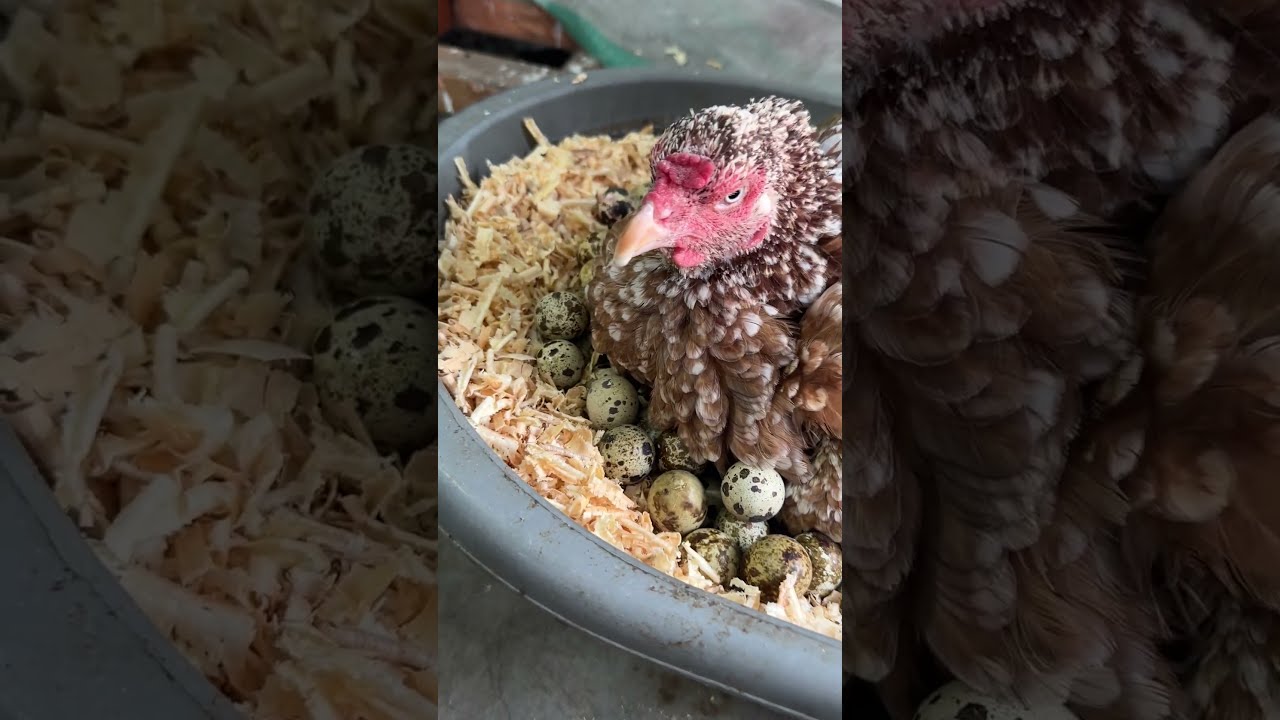 Crazy Hen Hatching 200 Eggs