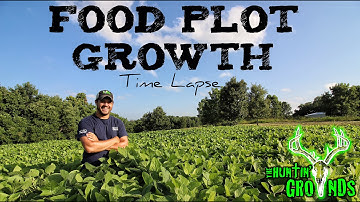 Food Plot Growth Soybeans  S7 #25