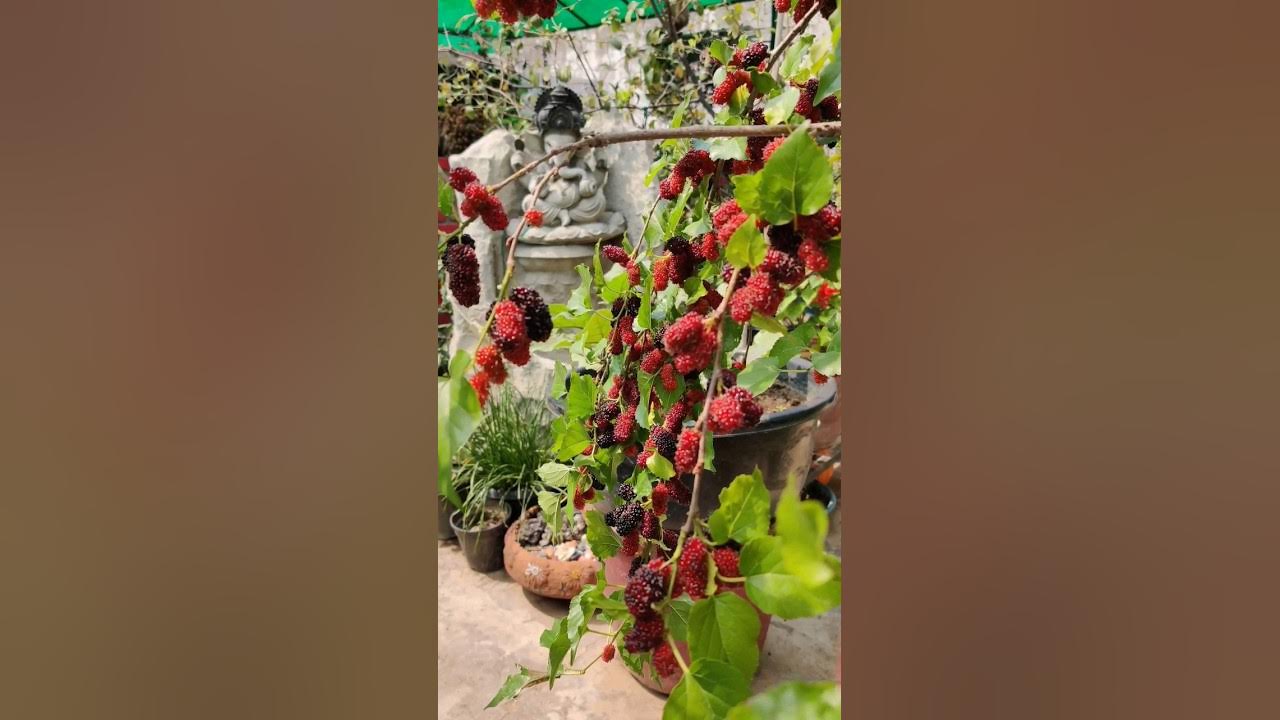 Thai Mulberry in Pot #mulberries #mulberryfruit #mulberry #shortsvideo #shorts #short #shortsyoutube Thai Mulberry in Pot #mulberries #mulberryfruit #mulberry #shortsvideo #shorts #short #shortsyoutube
