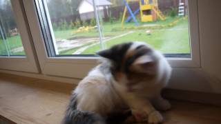 Продается, сибирская кошечка пана Кота Из Одиссеи Продается, сибирская кошечка пана Кота Из Одиссеи