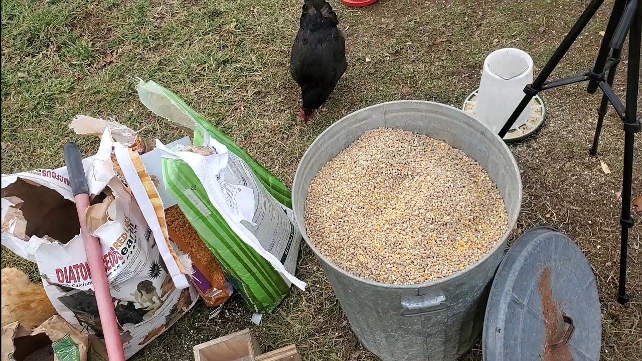 Mixing Chicken Feed YouTube