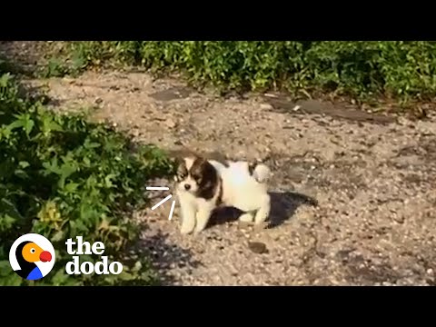 Stray Puppy Is Trying To Get People To Follow Him For The Sweetest Reason | The Dodo